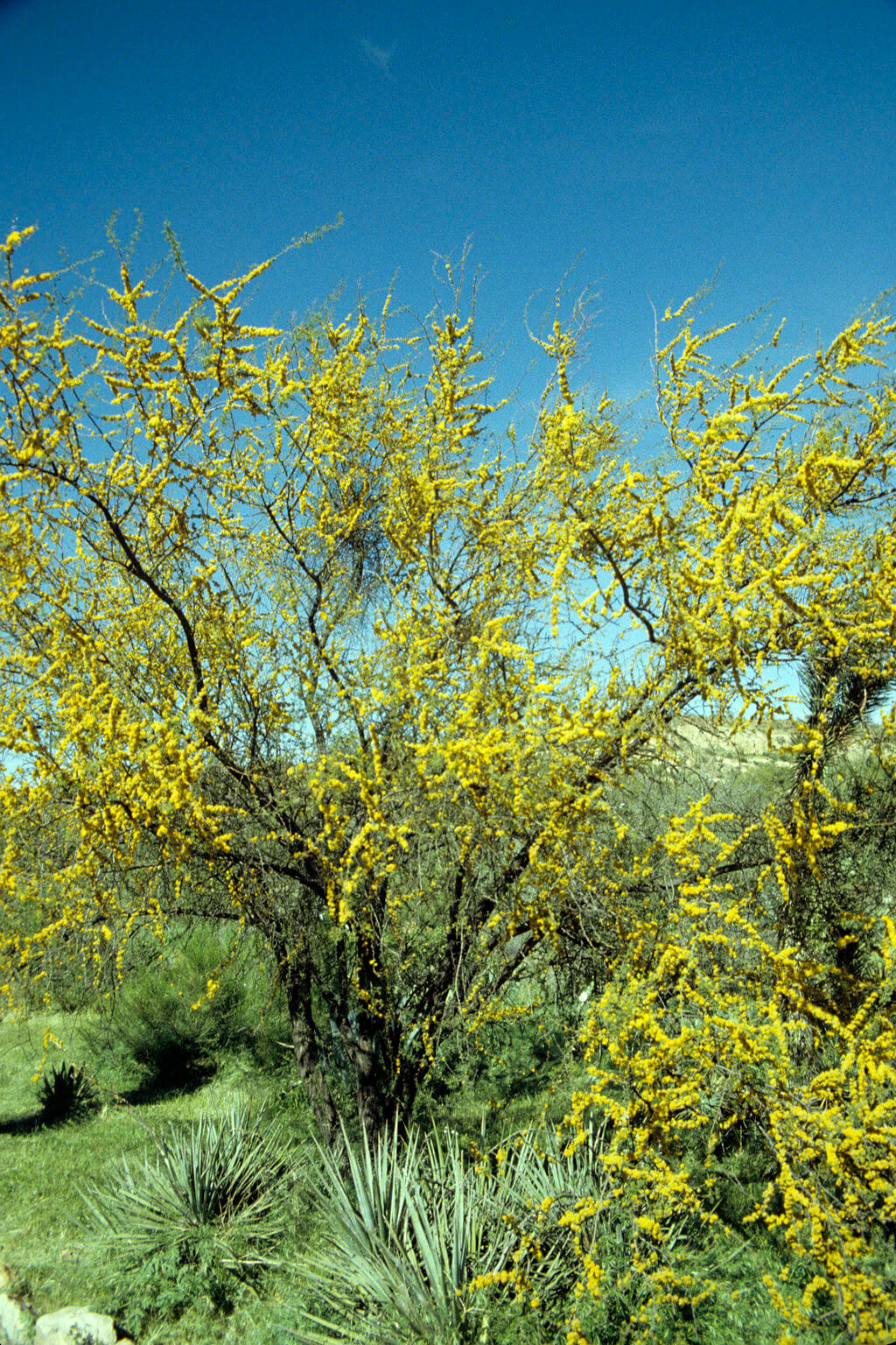 Acacia constricta